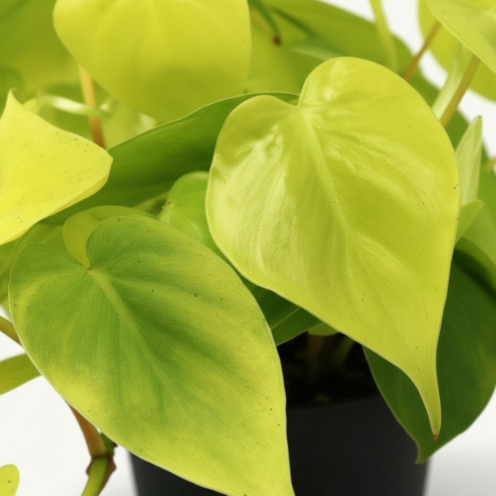Philodendron Lime – Ø12 cm – H20 cm - Verdeia