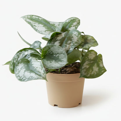 Philodendron Scandens Pictus Trebie – Philodendron argenté grimpant - Verdeia