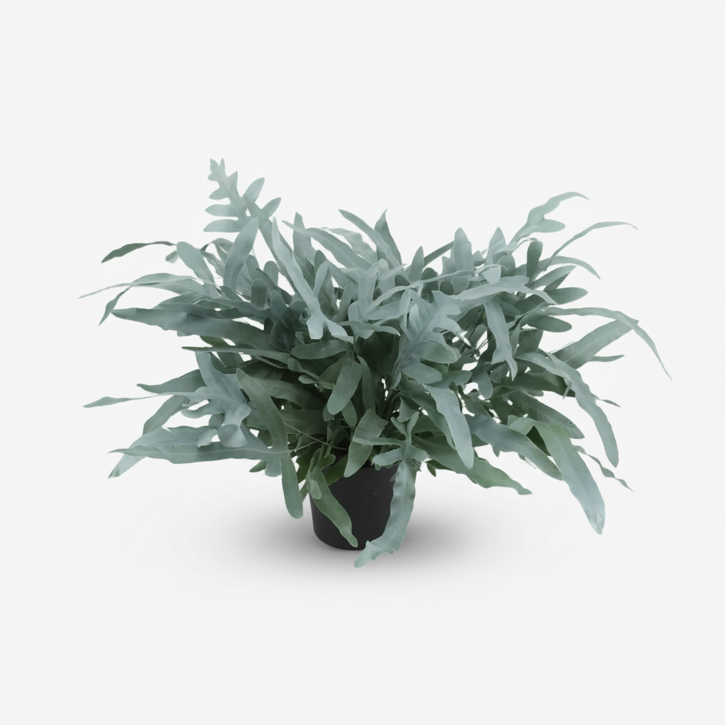 Phlebodium aureum ‘Blue Star’ – Fougère bleue tropicale - Verdeia