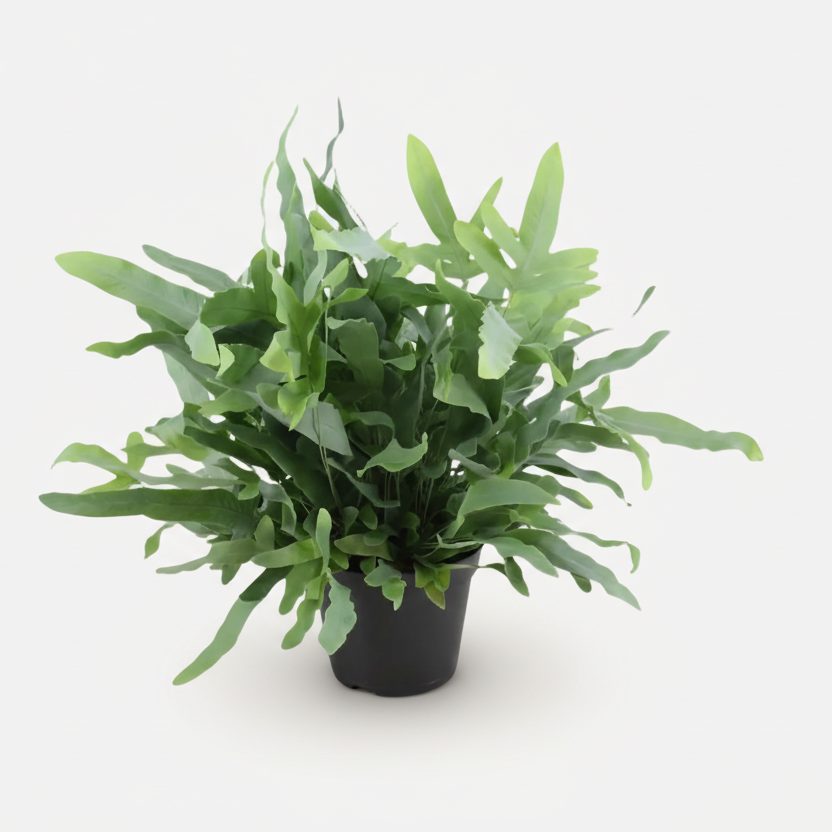 Phlebodium aureum ‘Blue Star’ – Fougère bleue tropicale - Verdeia