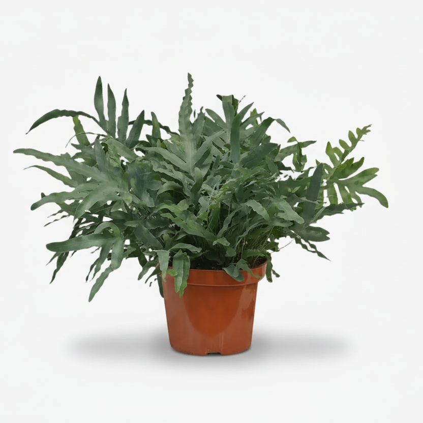 Phlebodium aureum ‘Blue Star’ – Fougère bleue tropicale - Verdeia