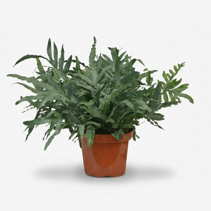 Phlebodium aureum ‘Blue Star’ – Fougère bleue tropicale - Verdeia