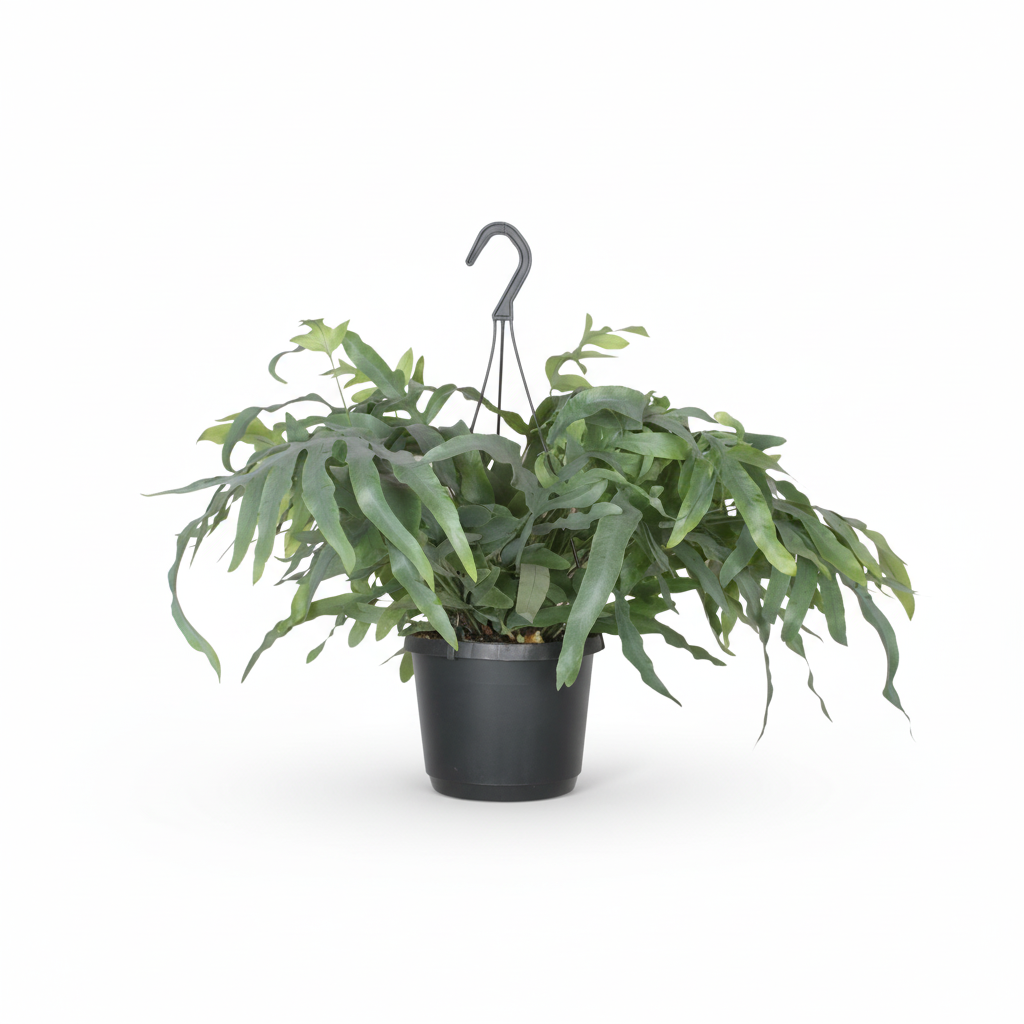 Phlebodium aureum ‘Blue Star’ – Fougère bleue tropicale - Verdeia