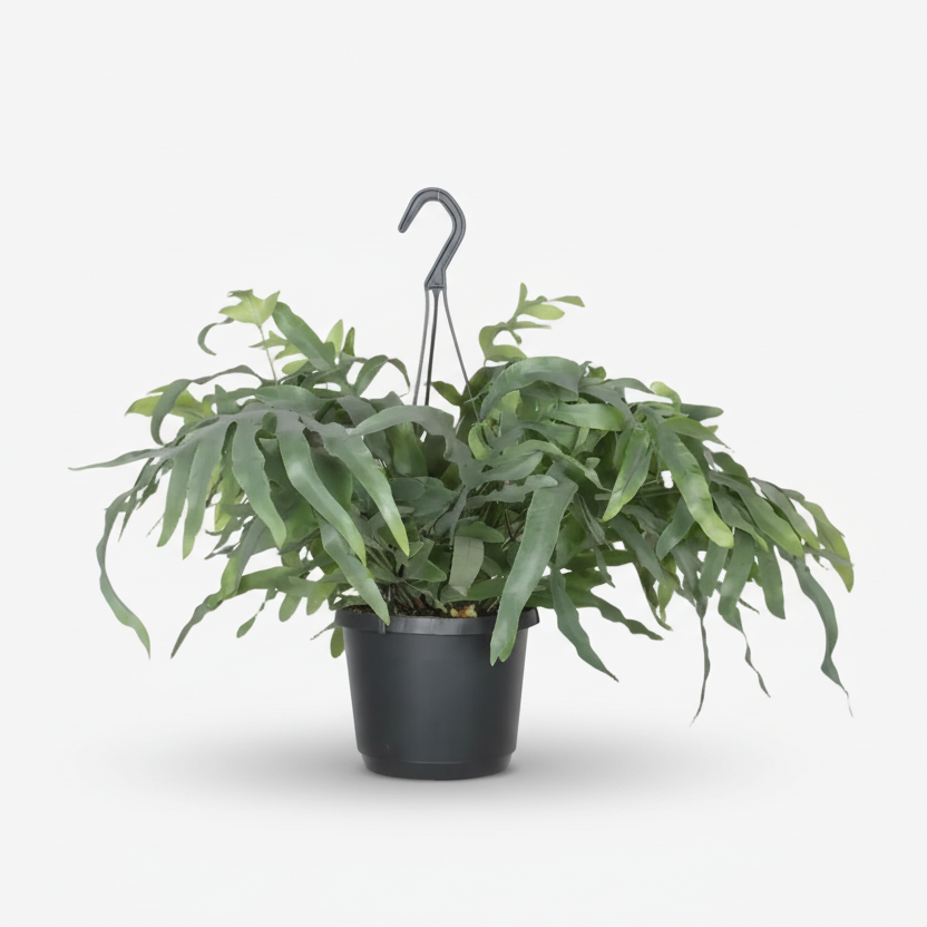 Phlebodium aureum ‘Blue Star’ – Fougère bleue tropicale - Verdeia