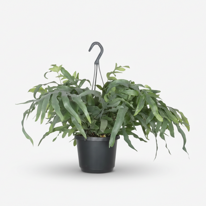 Phlebodium aureum ‘Blue Star’ – Fougère bleue tropicale - Verdeia