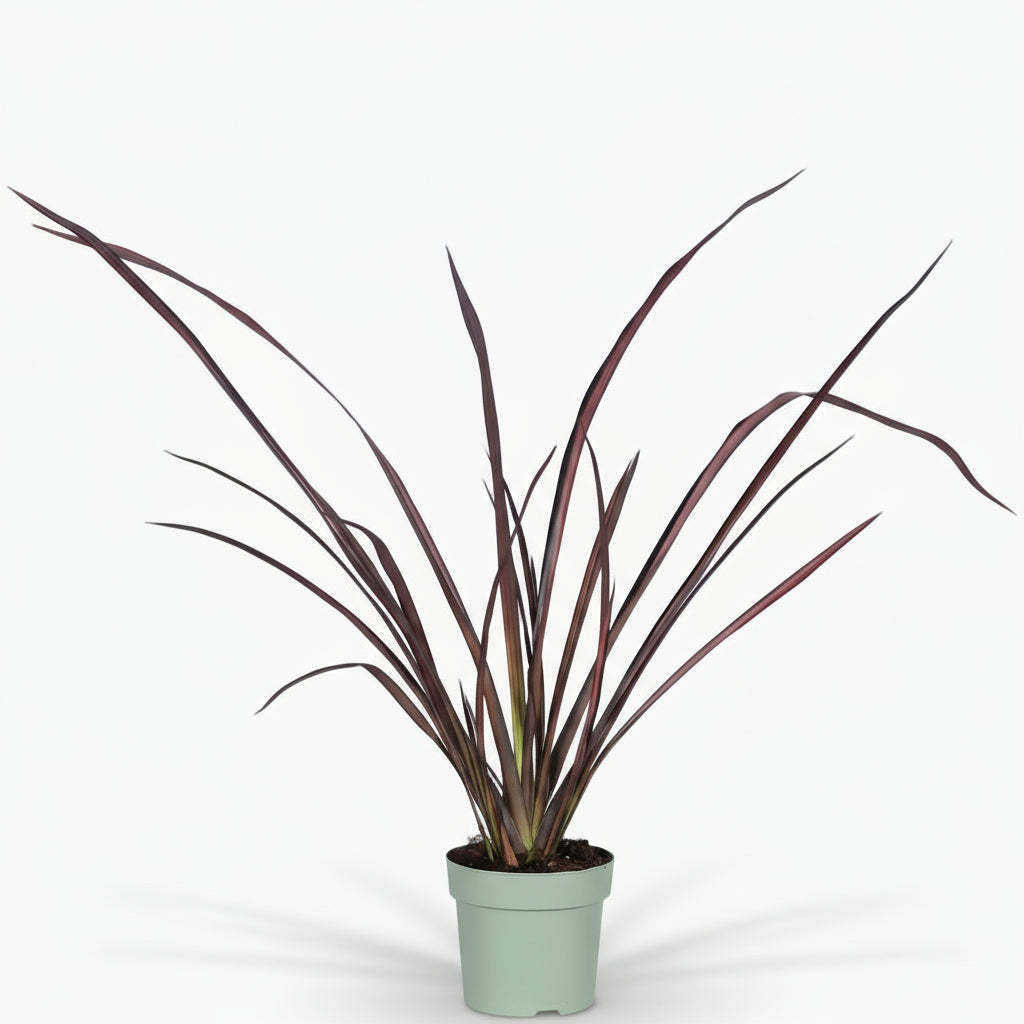 Phormium ‘Pink Flamingo’ – Lin de Nouvelle - Zélande rose - Verdeia