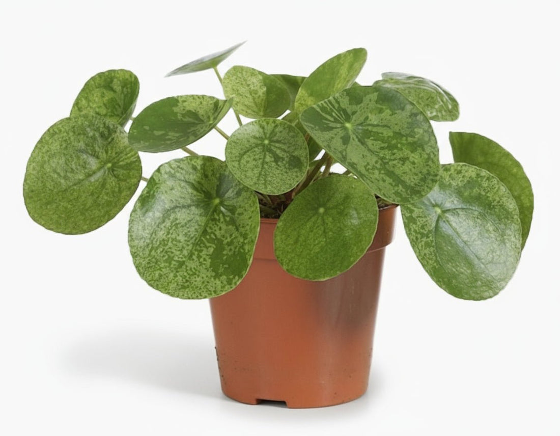 Pilea ‘Mojito’ — Ø13 cm — H20 cm - Verdeia