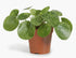 Pilea ‘Mojito’ — Ø13 cm — H20 cm - Verdeia