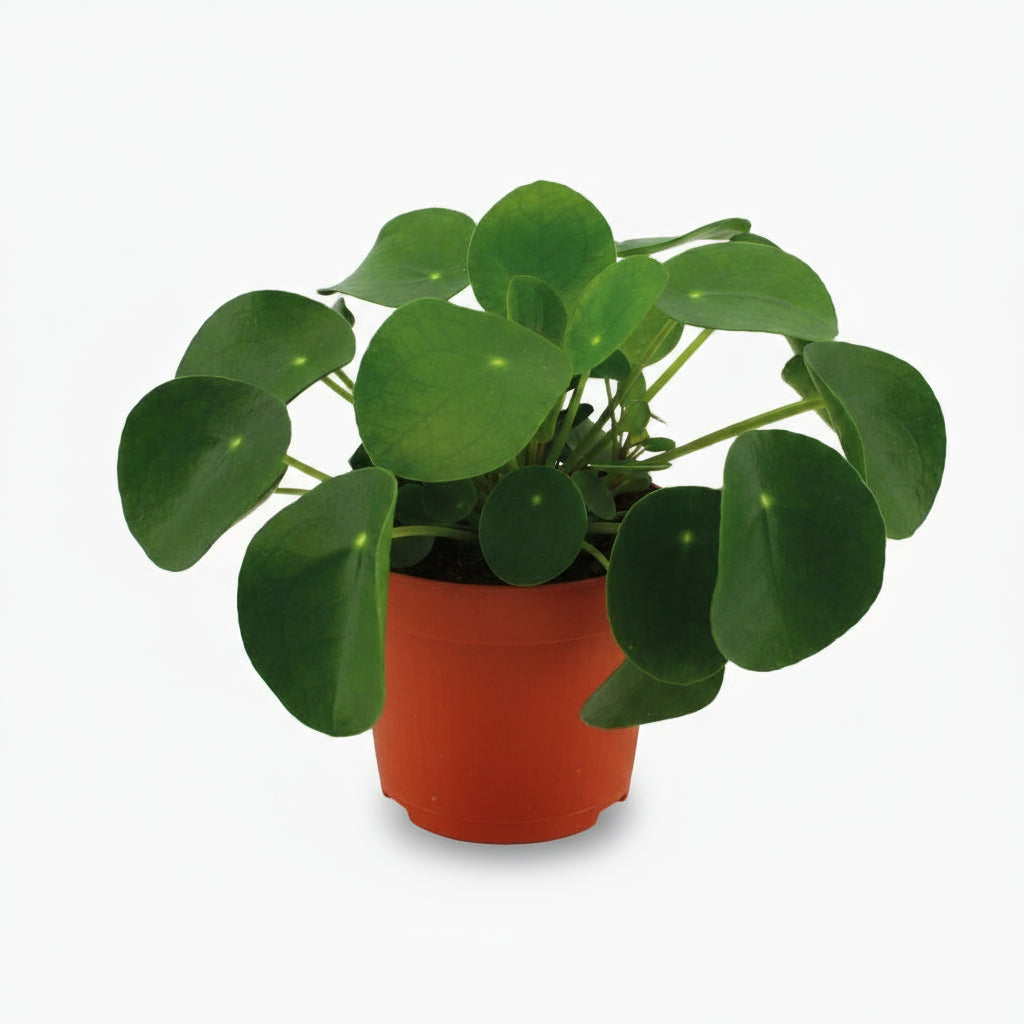 Pilea Peperomioides – Plante à monnaie chinoise - Verdeia