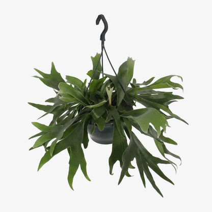 Platycerium bifurcatum – Fougère corne de cerf tropicale - Verdeia