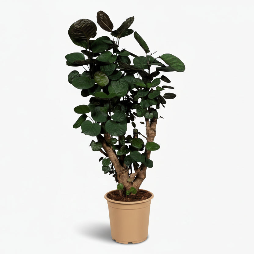 Polyscias Fabian – Aralia d’intérieur au feuillage pourpré - Verdeia