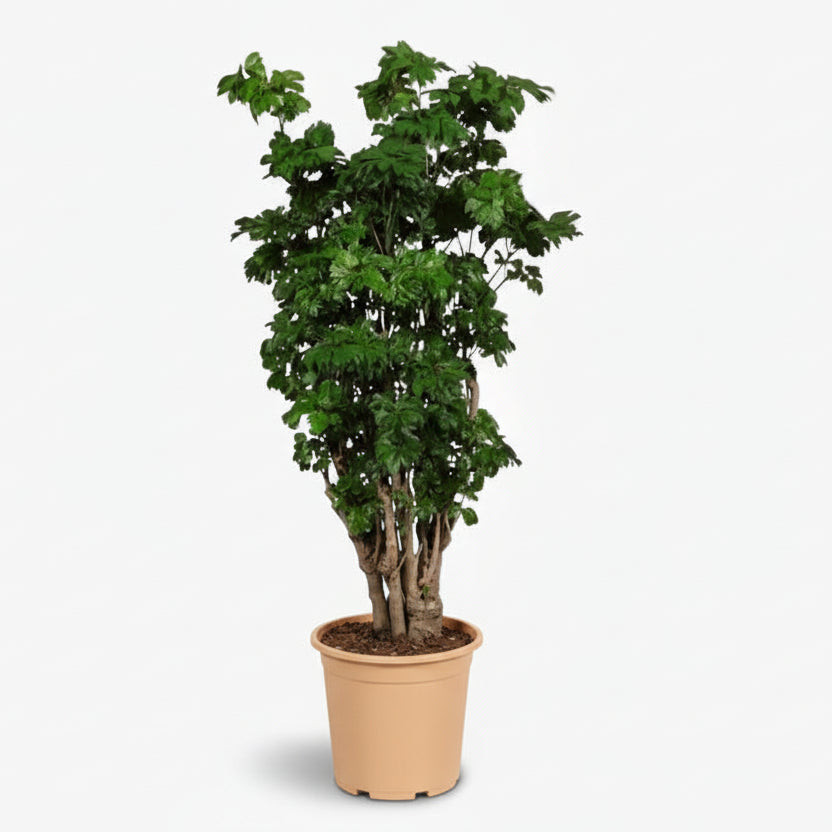 Polyscias Roble – Aralia d’intérieur élégante et structurée - Verdeia