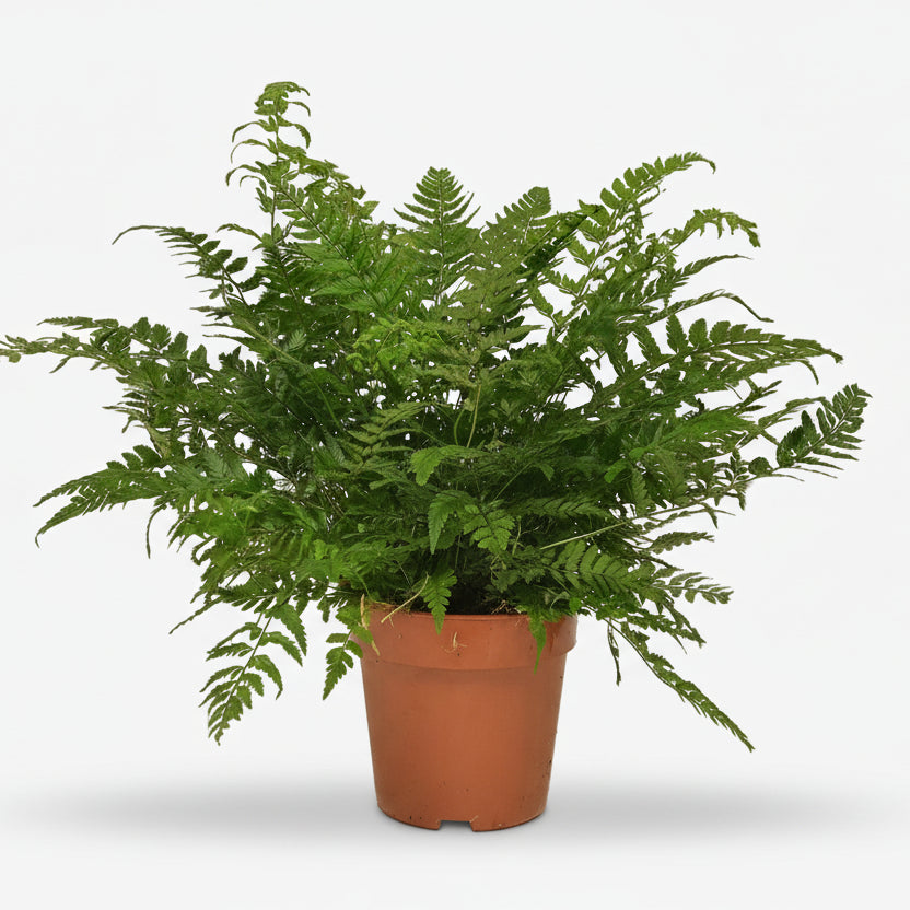 Polystichum Tsussimense — Fougère de Corée — Ø12 cm — H30 cm - Verdeia
