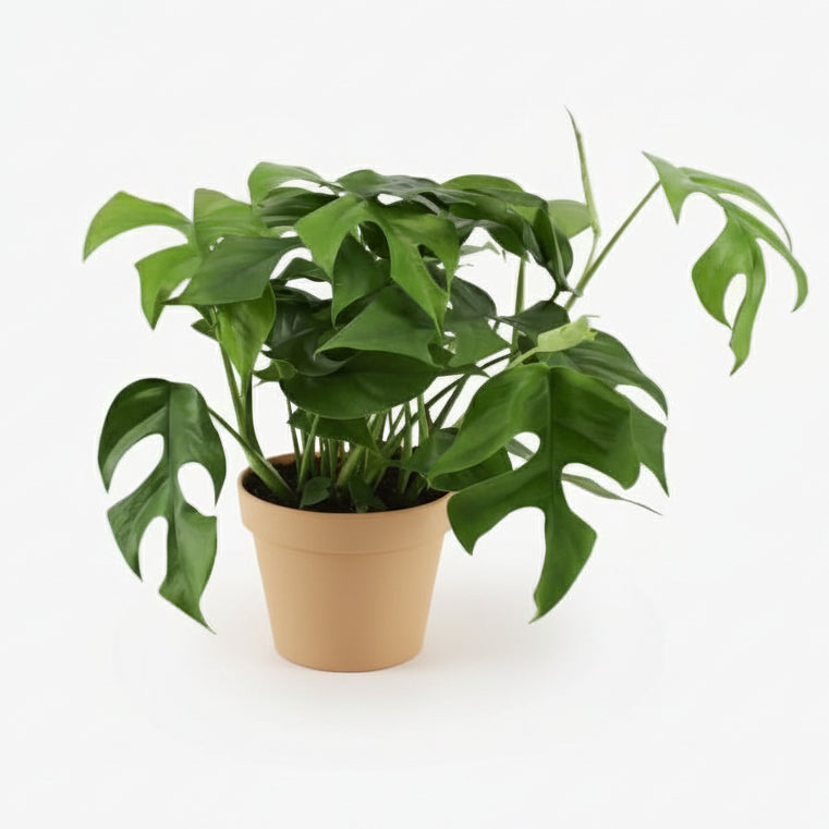 Rhaphidophora tetrasperma — Monstera Minima - Verdeia