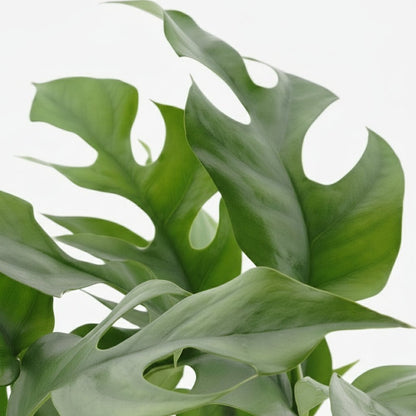 Rhaphidophora tetrasperma — Monstera Minima - Verdeia