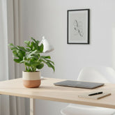 Rhaphidophora tetrasperma — Monstera Minima - Verdeia