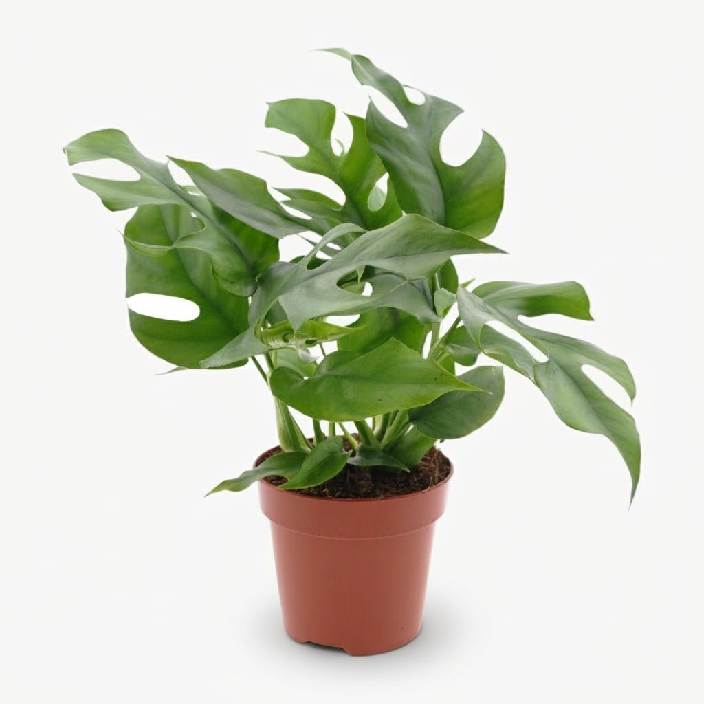 Rhaphidophora tetrasperma — Monstera Minima - Verdeia