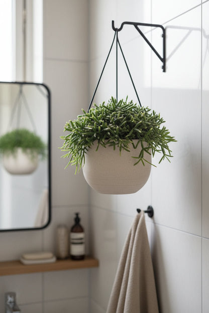 Rhipsalis Burchellii (Cactus gui) - Ø12cm - H20cm - Verdeia