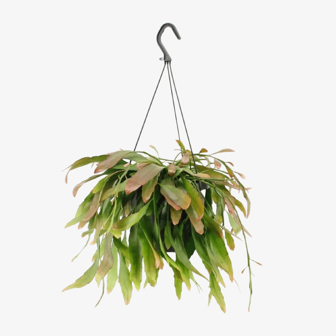 Rhipsalis Red Coral — Cactus corail — Ø17 cm — H25 cm - Verdeia