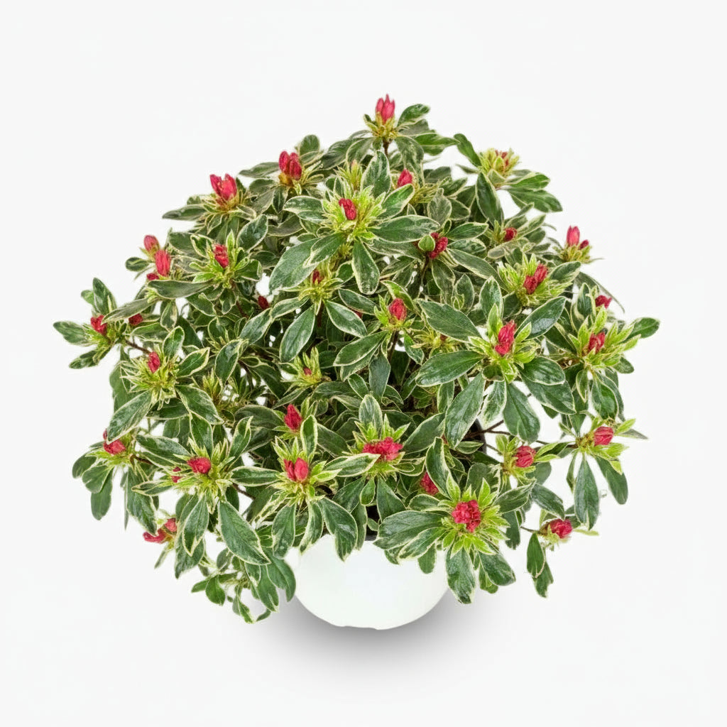 Rhododendron ‘Bollywood’ – Azalée rose panachée – Ø19cm – ↕30cm - Verdeia