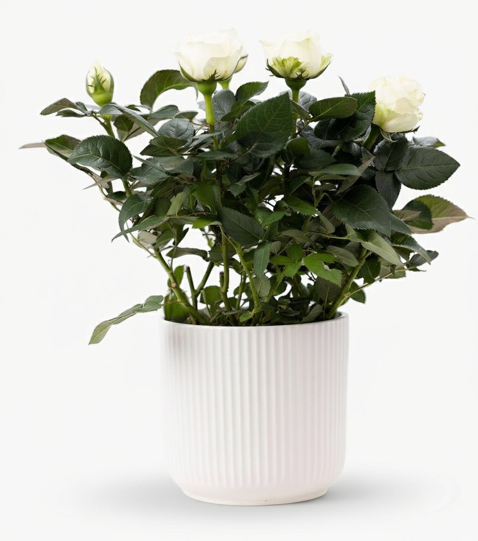 Rosier nain blanc – Pot céramique blanc (Ø12 x H30 cm) - Verdeia