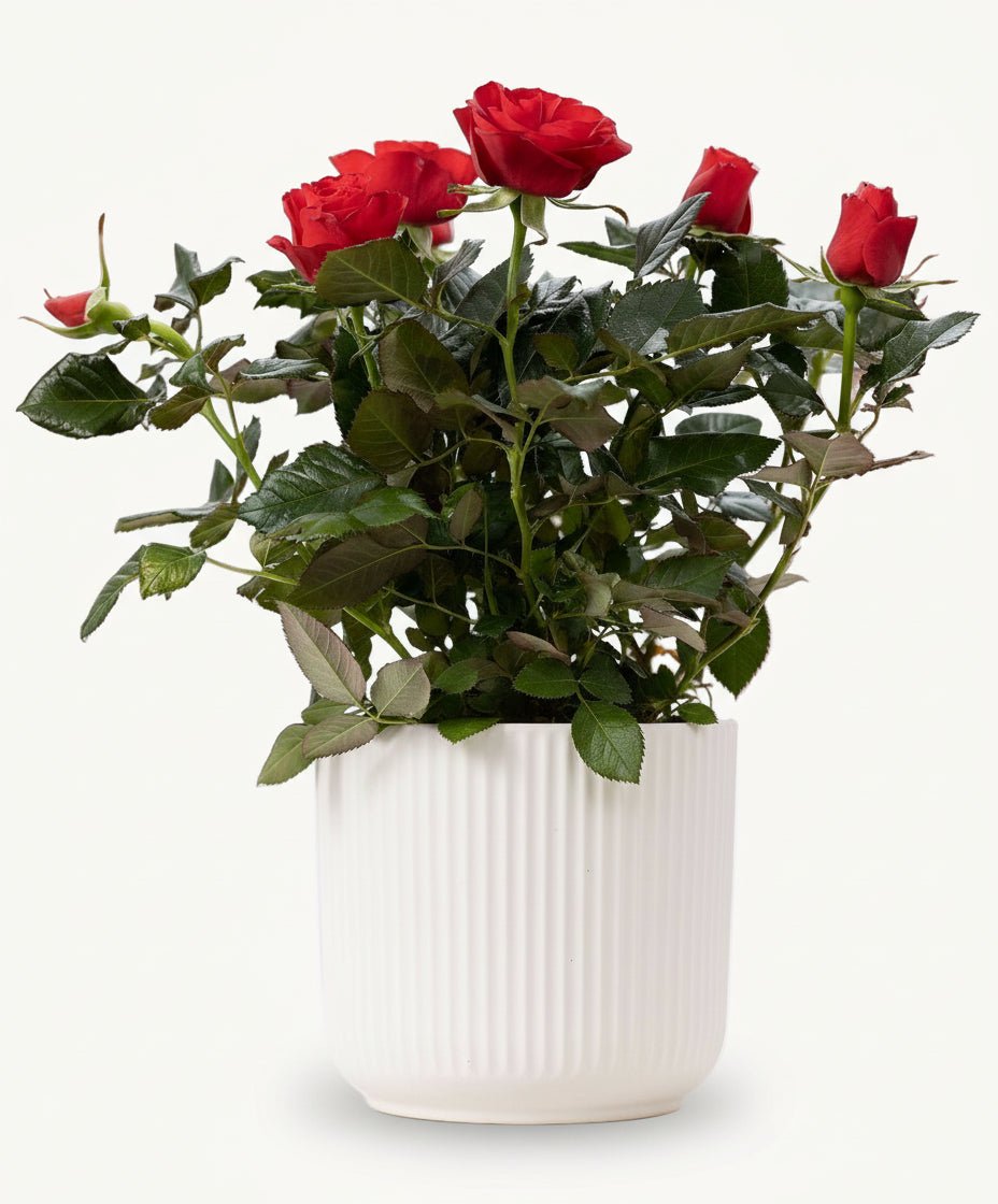 Rosier nain rouge – Pot céramique blanc (Ø12 x H30 cm) - Verdeia