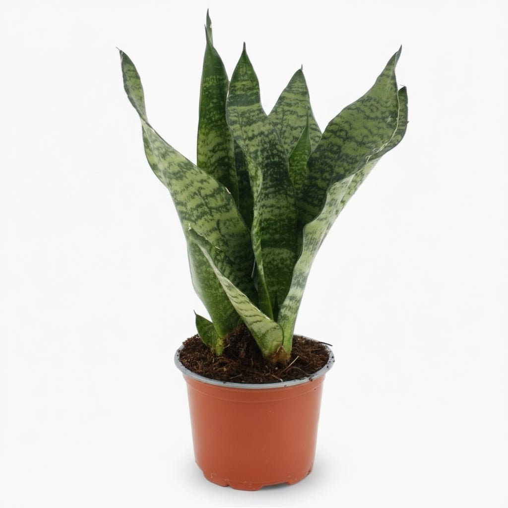 Sansevieria ‘Black Coral’ — Langue de belle - mère - Verdeia