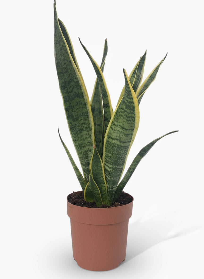 Sansevieria Laurentii – Langue de belle - mère - Verdeia