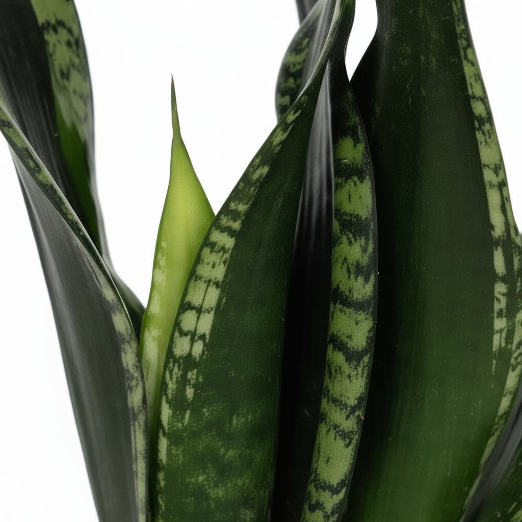 Sansevieria Whitney — Ø12 cm — H27 cm - Verdeia