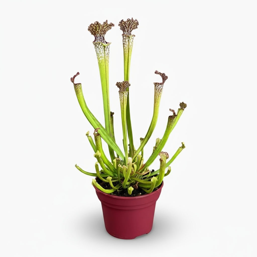 Sarracenia Farnhamii - Ø12cm - H40cm - Verdeia