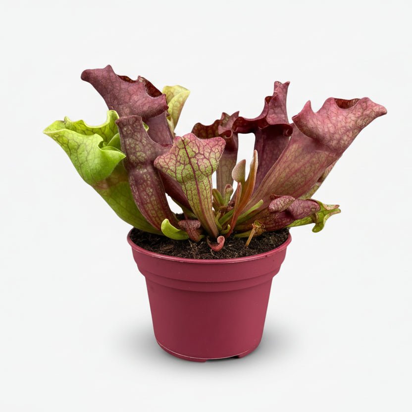 Sarracenia - Ø12cm - H20cm - Verdeia