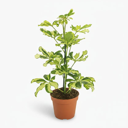 Schefflera Charlotte – Arbre parapluie - Verdeia