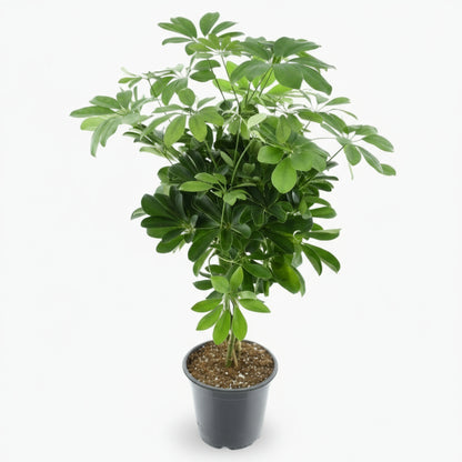Schefflera Compacta ‘Nora’ – Arbre ombrelle compact - Verdeia