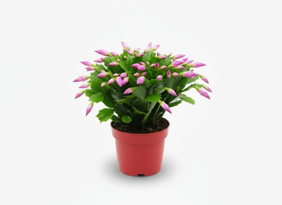 Schlumbergera rose — Ø17 cm — H35 cm - Verdeia