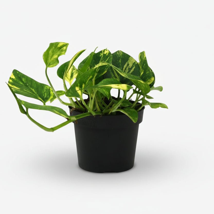 Scindapsus (Epipremnum) N&