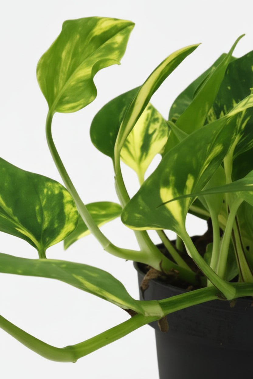 Scindapsus (Epipremnum) N&