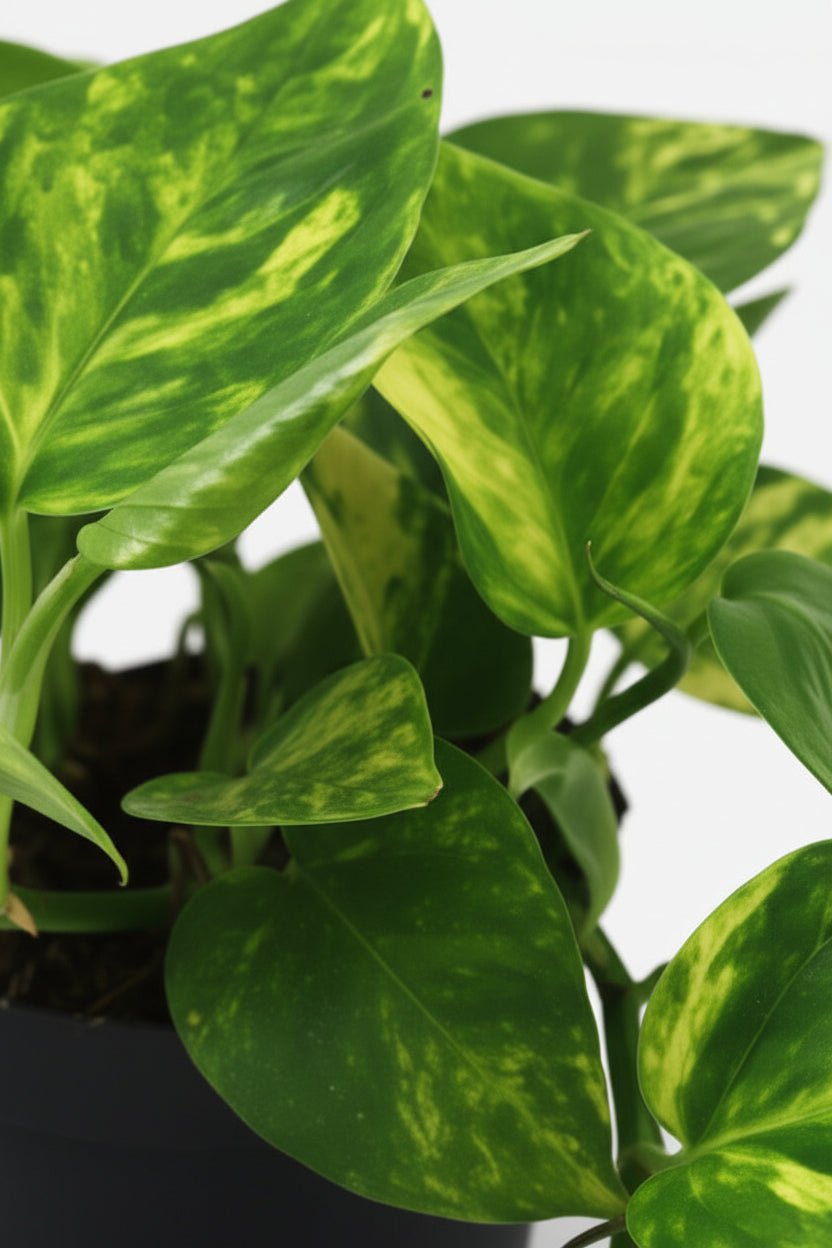 Scindapsus (Epipremnum) Pinnatum HiColor - Ø12cm - H20cm - Verdeia