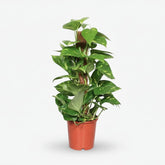 Scindapsus (Epipremnum) - Pothos - Verdeia