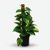 Scindapsus (Epipremnum) - Pothos - Verdeia