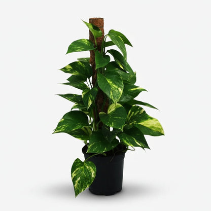 Scindapsus (Epipremnum) - Pothos - Verdeia