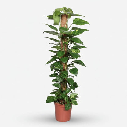 Scindapsus (Epipremnum) - Pothos - Verdeia