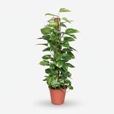 Scindapsus (Epipremnum) - Pothos - Verdeia