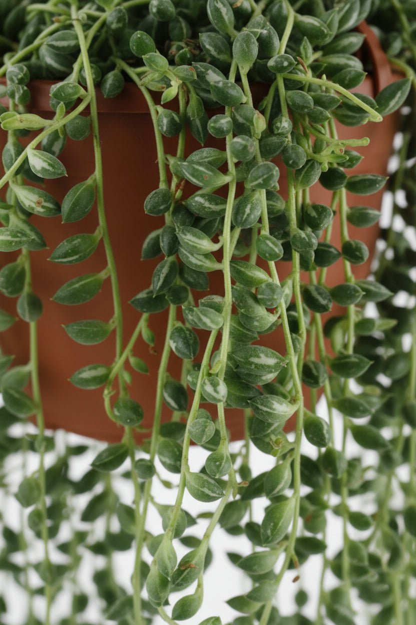 Senecio Herreianus - Ø12cm - H20cm - Verdeia