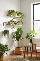 Senecio Herreianus - Ø12cm - H20cm - Verdeia