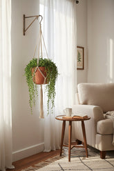 Senecio Herreianus - Ø12cm - H20cm - Verdeia