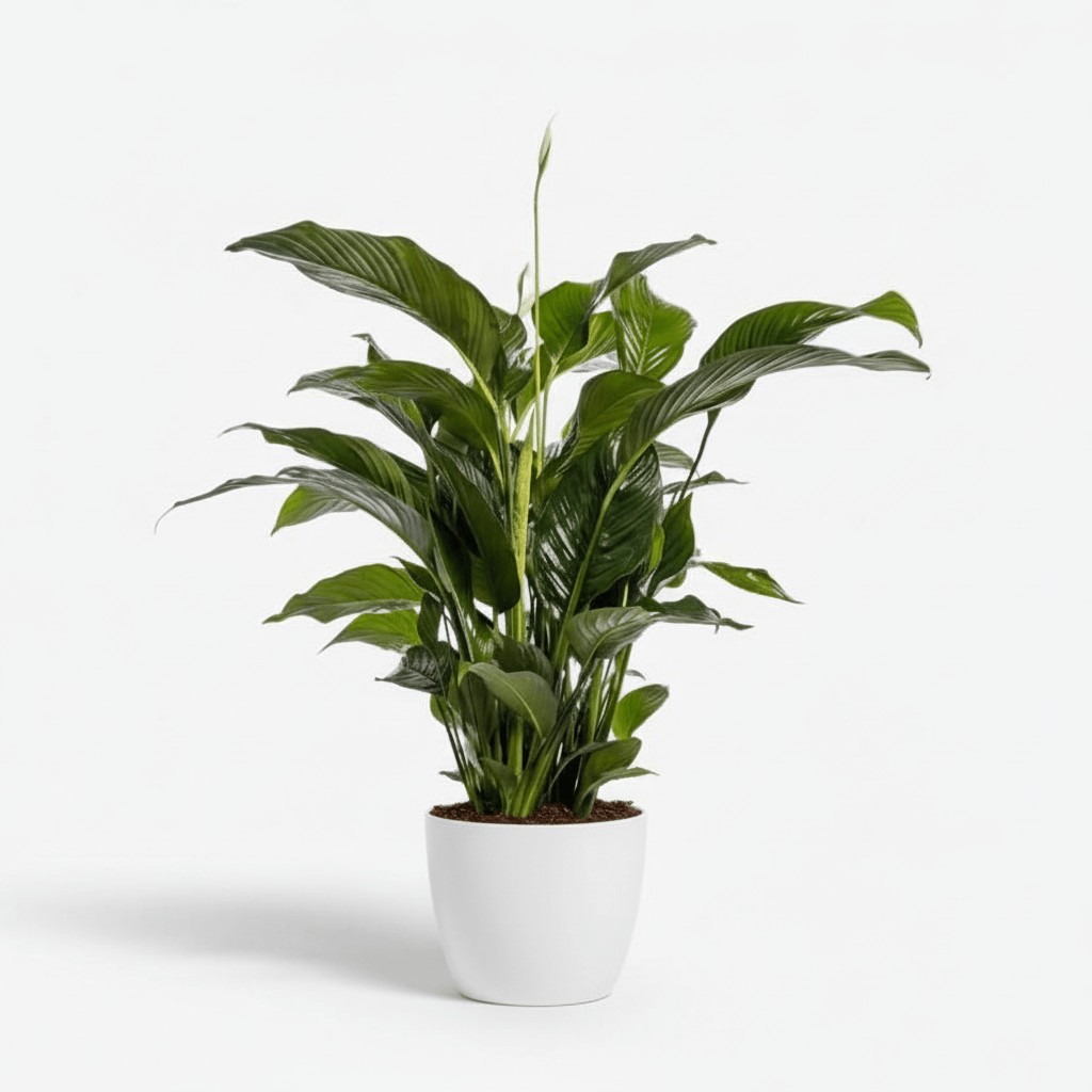 Spathiphyllum Bellini (Fleur de lune) - Ø24cm - H100cm - Verdeia