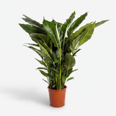 Spathiphyllum Sweet Sebastiano — Fleur de lune — Ø24 cm — H110 cm - Verdeia