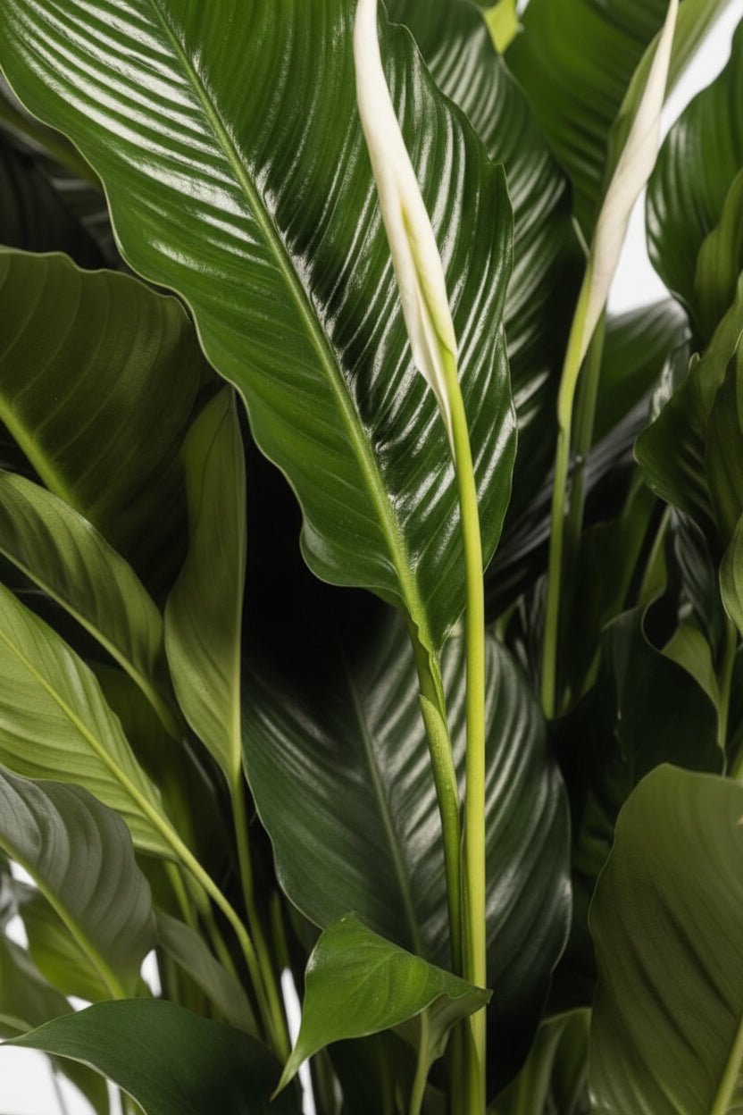 Spathiphyllum Sweet Sebastiano — Fleur de lune — Ø24 cm — H110 cm - Verdeia