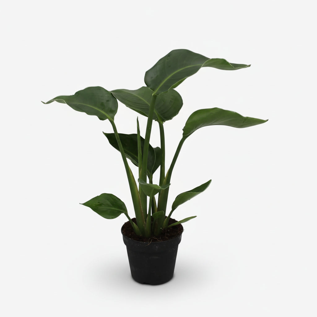 Strelitzia nicolai – Paradisier blanc / Oiseau de paradis - Verdeia