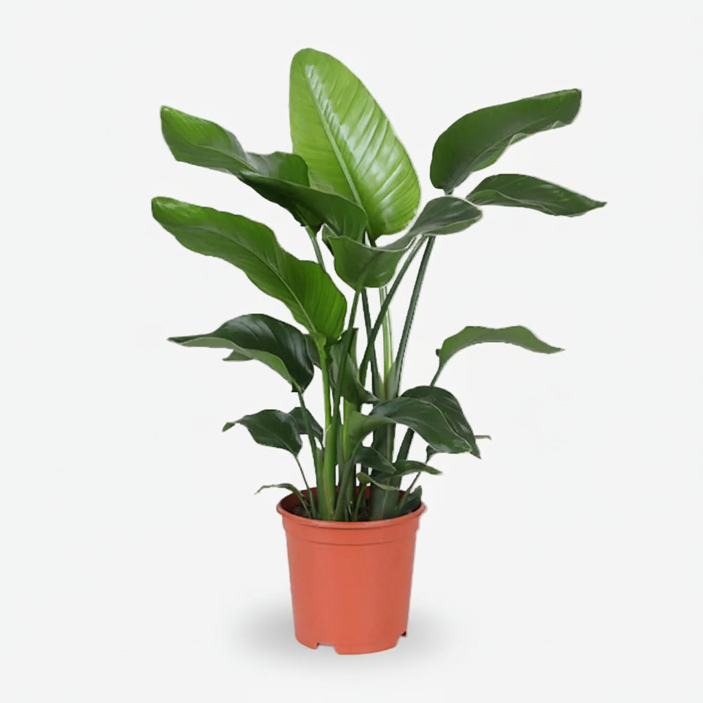 Strelitzia nicolai – Paradisier blanc / Oiseau de paradis - Verdeia